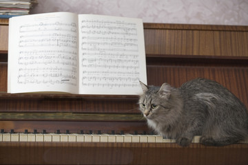 Side view of cat sitting on piano keys with music sheet - Powered by Adobe