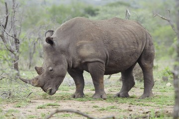 Fototapeta premium Rhinoceros stands in African plains