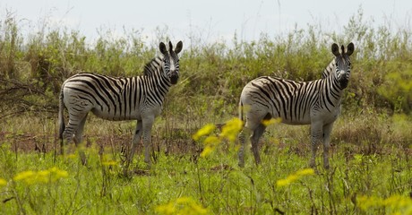 Two Zebras stand in the African plains