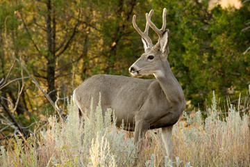 White-tailed Deer