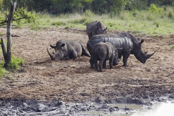 Herd of Rhinocerous on muddy riverbank