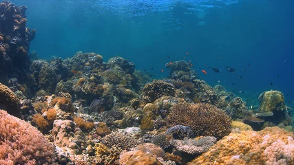 Foto op Aluminium Colorful coral reef with plenty fish. © sabangvideo
