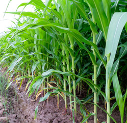 corn farming
