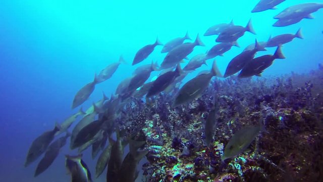 School of snappers (red snapper, yellow snapper, sea bass, black bass) and little fish swim around the pinnacle, richelieu rock, Similan National park, North Andaman sea, South of Thailand. 