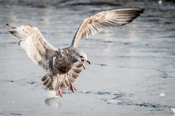 Gull
