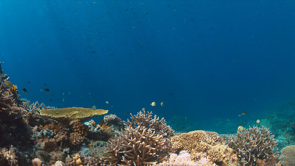 Naklejka na ściany i meble Colorful coral reef with healthy hard corals.