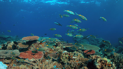 Naklejka na ściany i meble Colorful coral reef with healthy hard corals and plenty fish.