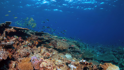 Colorful coral reef with healthy hard corals and plenty fish.
