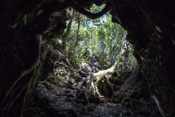 Cave in Rangitoto Island, New Zealand.