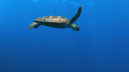 Green Sea turtle swims in blue water.