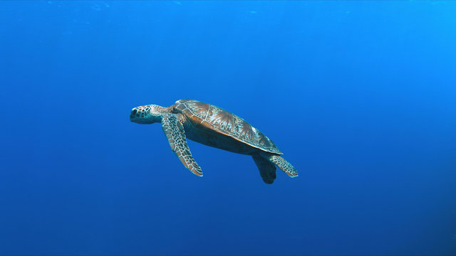 Green Sea turtle swims in blue water.