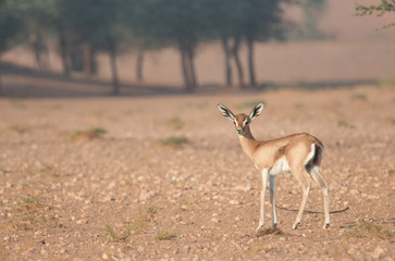 Gazelle in the desert during early morning hours. Dubai, UAE.