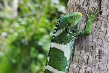 Fiji Crested Iguana