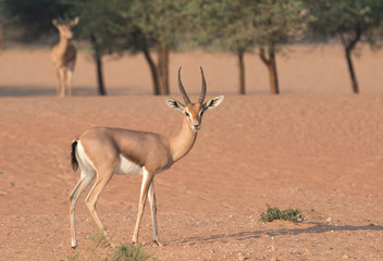 Gazelles in the desert during early morning hours. Dubai, UAE.