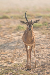 An old male gazelle in the desert during early morning hours. Dubai, UAE.
