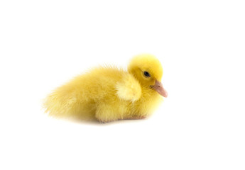 little baby duck