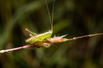 Grasshopper on nature leaves as background