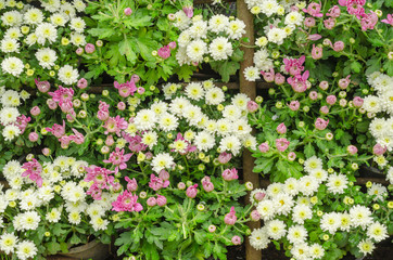 Fototapeta na wymiar colorful flowers group background