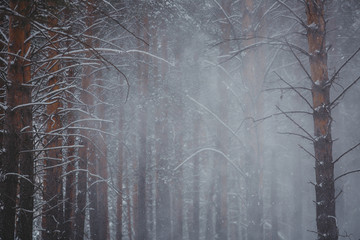 Beautiful winter forest, shrouded in snow. The trees in the snow