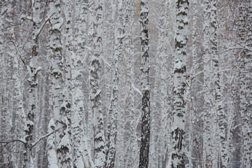 Birch forest in winter in black and white background.