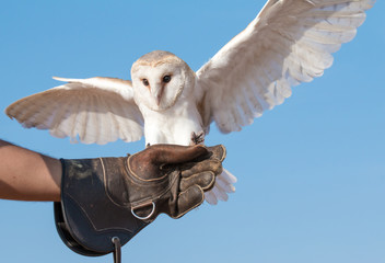 Portrait of a young female barn owl during a falconry training in Dubai, UAE.