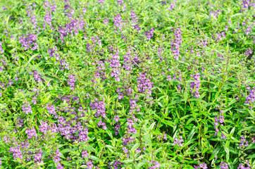 Fototapeta premium Waew Wichian Flower or Thai forget me not in garden,beauty purple flora with green leaves