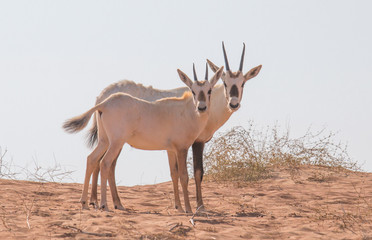 Baby arabian oryx with her family in the desert during early morning hours. Dubai, UAE.