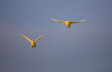 fliegende Singschwäne in ihrem Brandenburger Winterquartier