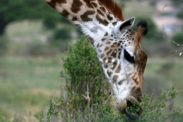 Giraffe - Tarangire National Park. Tanzania, Africa