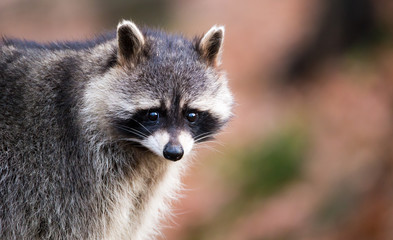 Porträt eines Waschbären