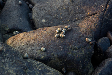 Waves break on the rocky beaches of Arambol in India.