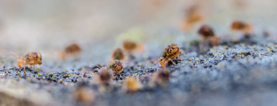 eine Gruppe Kugelspringer laufen im Winter auf einem Baumstamm herum