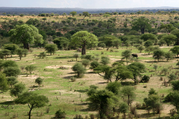 Fototapeta na wymiar Landscap in Africa, Tanzania, Africa