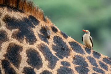 Giraffe and Oxpecker Bird -  Tanzania, Africa