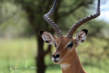Impala - Tarangire National Park. Tanzania, Africa