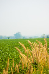 Vegetable Field and Reed Flower