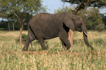 Fototapeta premium Elephant. Tanzania, Africa