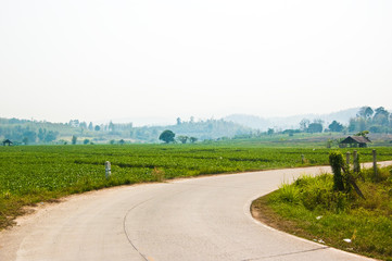 Vegetable Field with Path Way