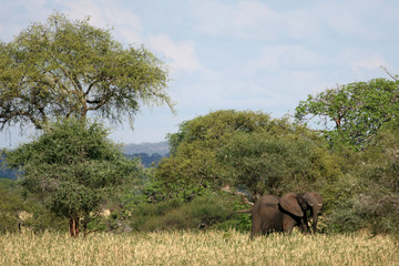 Naklejka premium Elephant. Tanzania, Africa