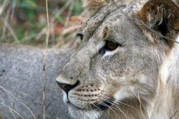 Lion - Africa