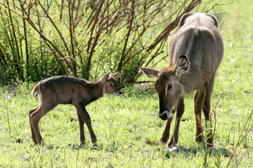 Naklejka na ściany i meble Newborn Impala - Tanzania, Africa