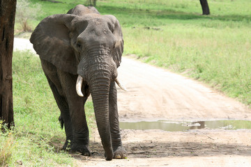 Obraz premium Elephant. Tanzania, Africa