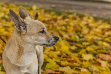 Naklejka na ściany i meble dog on a background of yellow leaves 