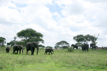 Fototapeta na wymiar Elephants. Tanzania, Africa