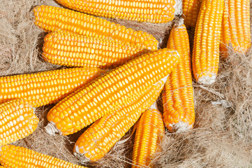 Dried yellow Corn,Many mature corn for animal