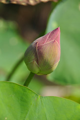 Fresh pink lotus bud for worship