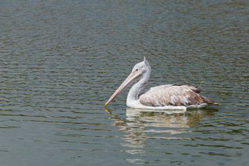 Pelican in lake