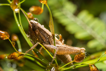 Grasshopper on nature leaves as background