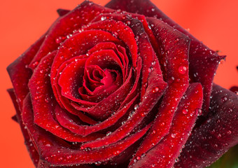 Rose beauty
