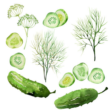 design set of dill and cucumbers isolated in watercolor style. Hand drawn decorative elements for food design, textile, paper, wrapping